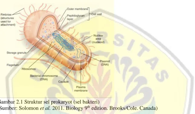 Gambar 2.1 Struktur sel prokaryot (sel bakteri) 