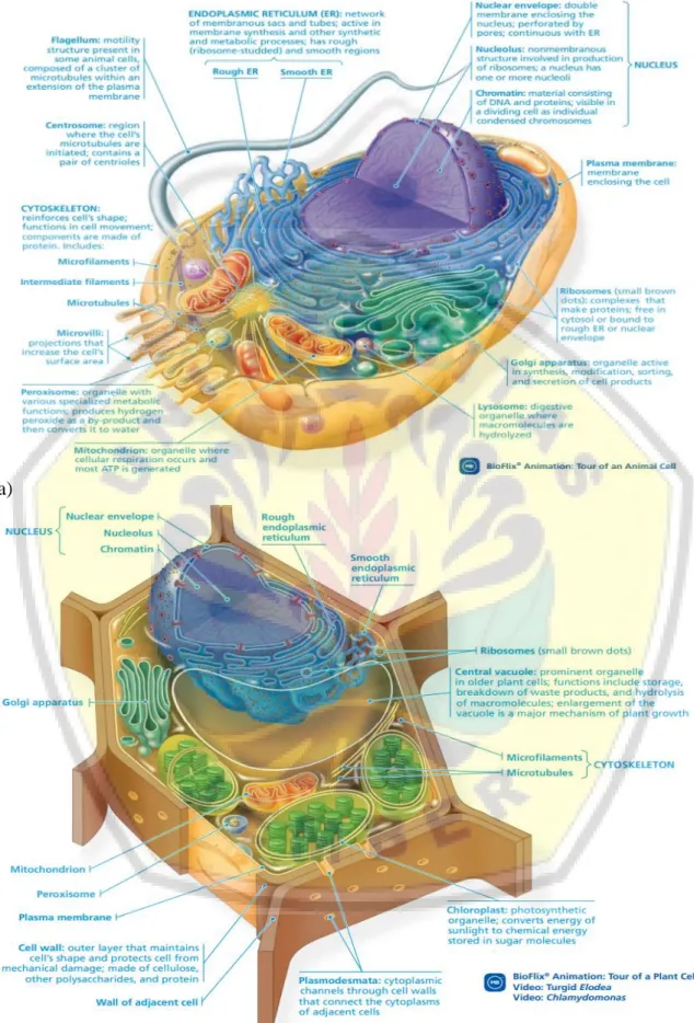 Gambar 2.2 Struktur sel eukaryote (sel hewan dan sel tumbuhan);  (a) Struktur Sel Hewan; (b)  Struktur Sel Tumbuhan 