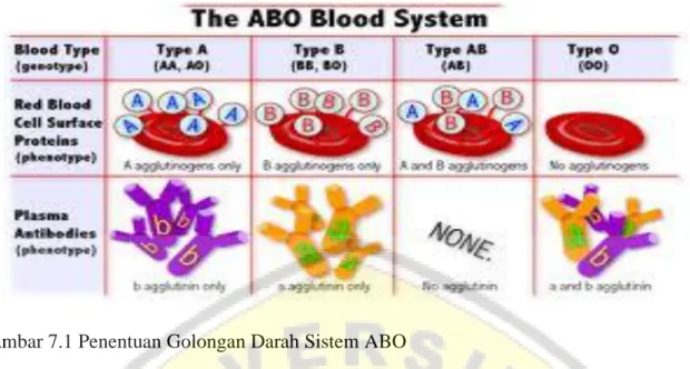 Gambar 7.1 Penentuan Golongan Darah Sistem ABO  
