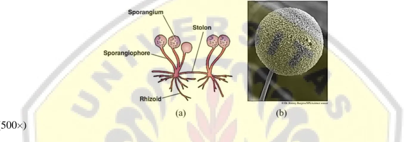 Gambar 6. (a) Struktur reproduksi vegetatif dan aseksual Rhizopus (b) Sporangium Rhizopus stolonifer 
