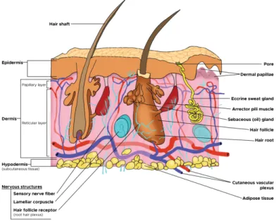 Gambar 1. Anatomi kulit (Yousef, et.al., 2017) 