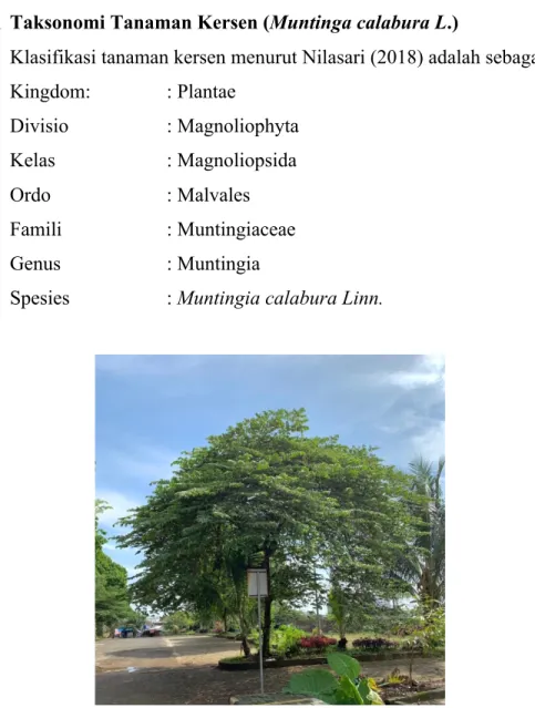 Gambar 9. Pohon Tanaman Kersen (Muntingia calabura L.) (Dokumentasi pribadi, 2022) 