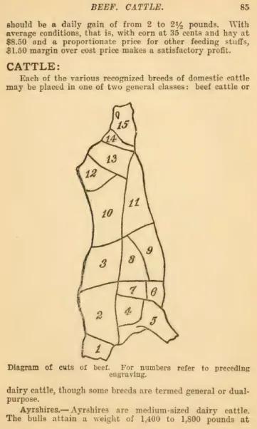Diagram  of  cuts  of  beef.  For  numbers  refer  to  preceding  engraving. 