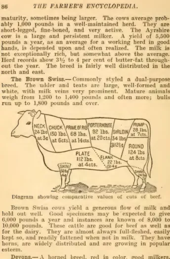Diagram  showing  comparative  values a cuts  of  beef. 