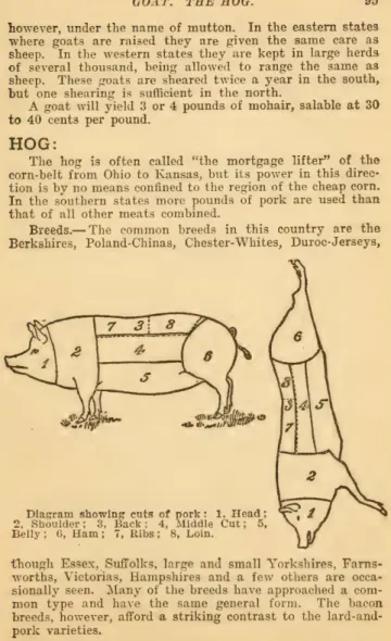 Diagram  showing  cuts  of  pork:  1,  Head; 
