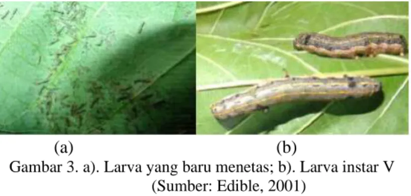 Gambar 3. a). Larva yang baru menetas; b). Larva instar V  (Sumber: Edible, 2001) 