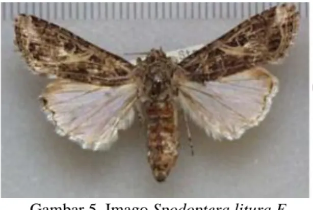 Gambar 5. Imago Spodoptera litura F  (Sumber: Funet, 1995) 