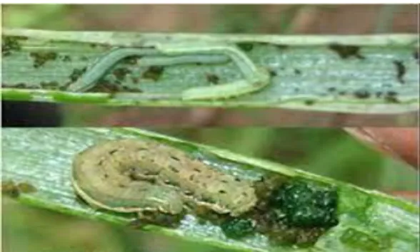 Gambar 6. Serangan S. litura  pada tanaman bawang daun (Sumber: Fattah, 2016). 