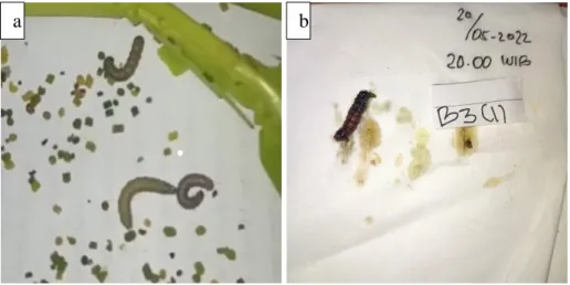 Gambar 7. a). Larva  S.litura sehat; b). Larva S.litura mati  (Sumber: Dokumentasi Pribadi)