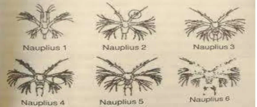 Gambar 3. Perkembangan Stadia Nauplius. (Wyban &amp; Sweeney, 2000) 