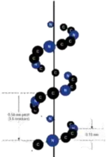 Gambar 7. Struktur Sekunder β-pleated                                       Sumber. Campbell et al., 2009 