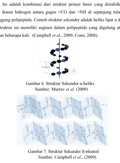 Gambar 7. Struktur Sekunder β-pleated   Sumber. Campbell et al., (2009)