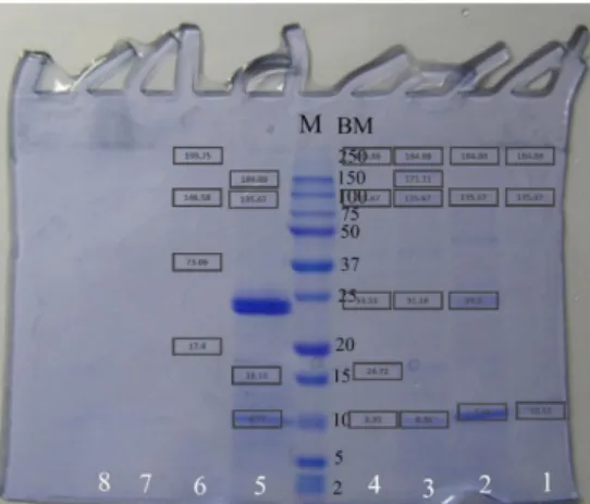 Gambar 14. Hasil Stacking Gel kedua M=Marker; BM=Berat Molekul;