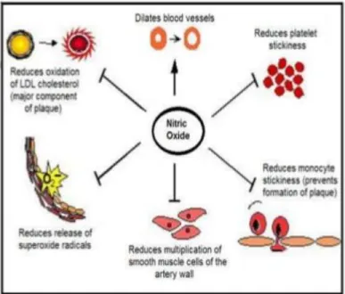 Gambar 9. Efek radikal nitrit oksida untuk tubuh