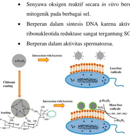 Gambar 10. Efek radikal bebas jenis ROS dalam menghambat bakteri