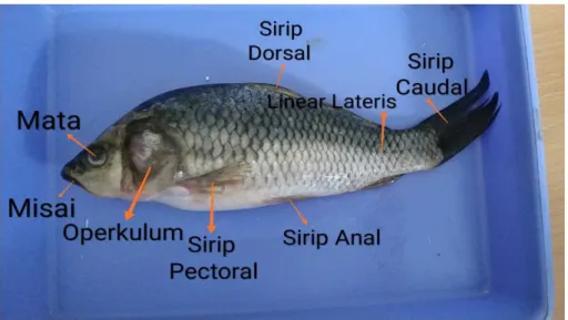 Gambar 2. Morfologi Ikan Mas (Cyprinus Carpio) 