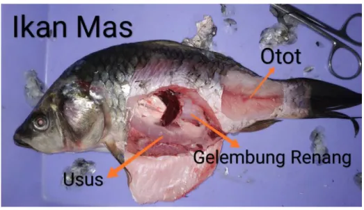 Gambar 3. Anatomi Ikan Mas  Sumber : Fredikurniawan.com  1.  Sistem Jaringan Otot 