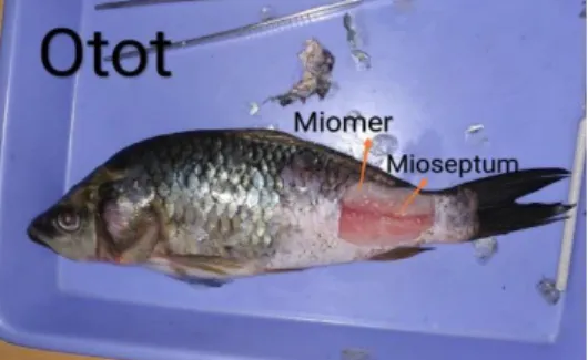 Gambar 4. Sirip Caudal Ikan Mas  Sumber : Dokumentasi Pribadi  4.4     Sistem Pencernaan 