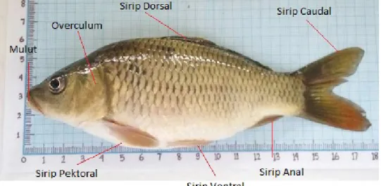 Gambar 1. Ikan mas