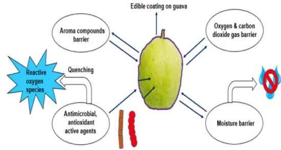 Fig. 4    Different kinds of barri- barri-ers including moisture barrier,  oxygen, and carbon dioxide gas  barrier and antimicrobial, active  antioxidant layers through  the edible coating on the food  products