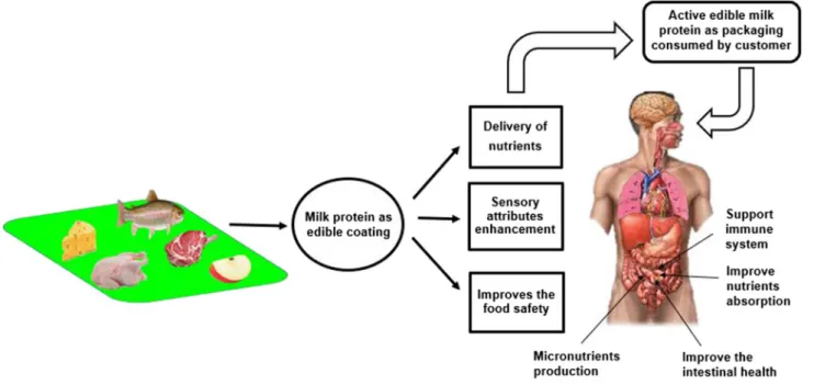 Figure 8 shows the different steps involved in the layer-by- layer-by-layer nanolaminate formation on the apple slice