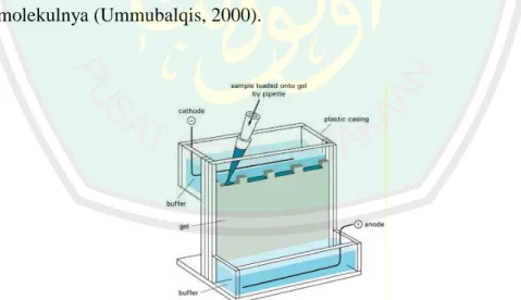 Gambar 2.7 SDS-PAGE (Sudjadi, 2008). 