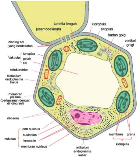 Gambar 1.9 Diagram ultrastruktur sel hewan (a) dan sel tumbuhan (b)