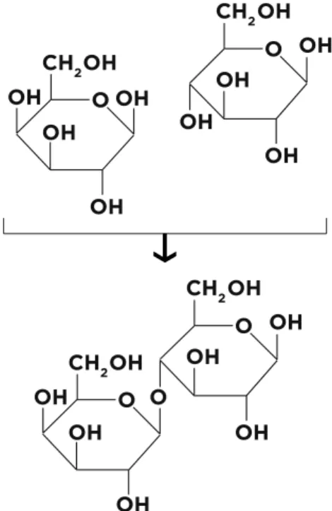 Figure 1. A molecule of the disaccharide β- D -lactose and the two molecules which make up lactose  are shown