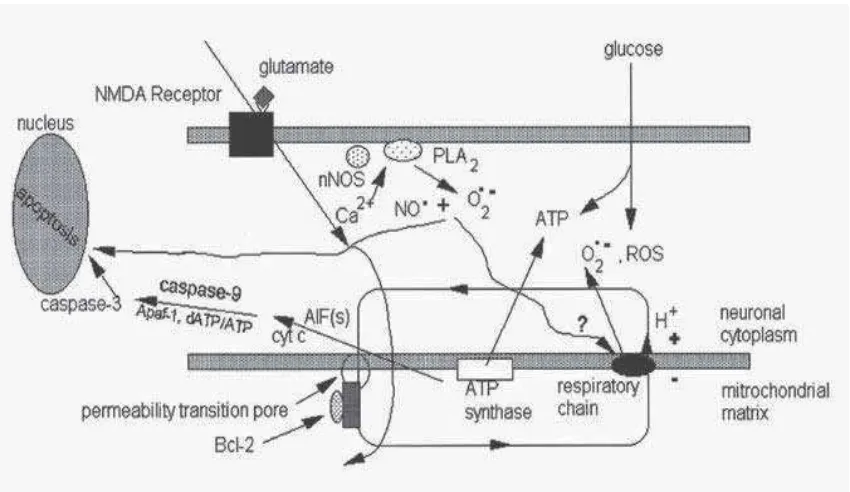 Gambar. 2. Beberapa Gambaran Cedera Apoptosis pada Neuron(Alzheimer, 2002: 23) 