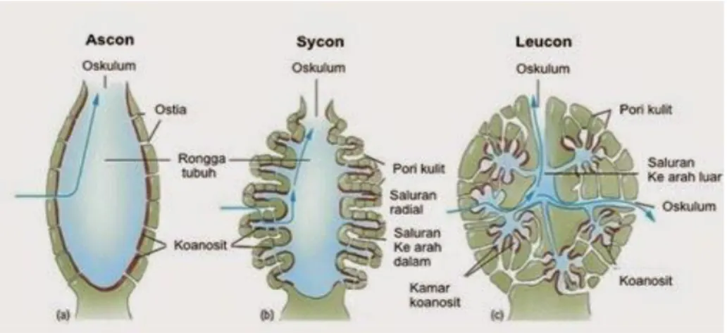 Gambar 1.26. Tipe Saluran Air Pada Porifera 