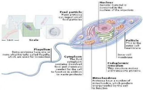 Gambar 2.2. Struktur Protozoa 