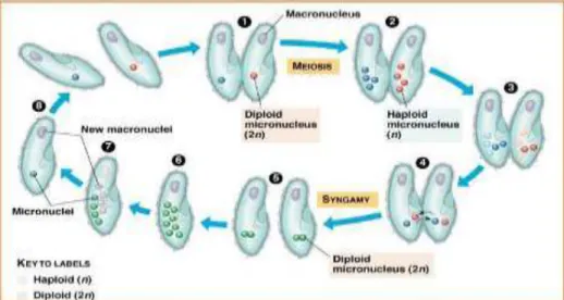 Gambar 2.6. Reproduksi Protozoa 