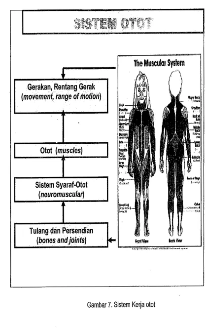 Gambar 7. Sistem Kerja otot 