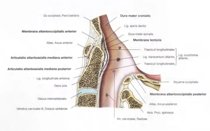Gambar  2.55  Daerah transisi serviko-oksipital dengan  Articulatio atlantoaxialis dan  ligamenta  terkait;  potongan  sagital melalui bidang  median;  dilihat  dari sisi kiri.