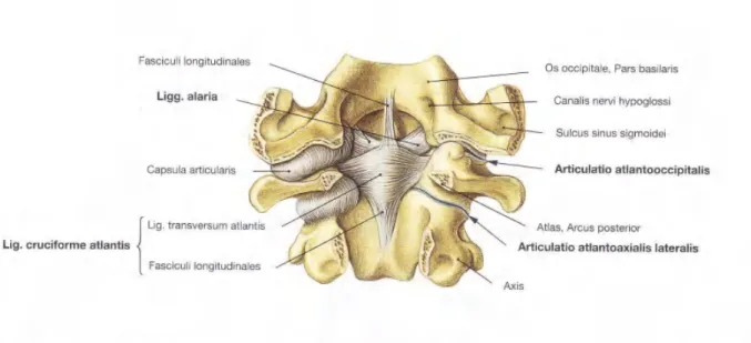 Gambar  2.56  Sendi-sendi serviko-oksipital  dengan  Ligamenta  di dalamnya;  dilihat  dari  dorsal; setelah  Membrana  tectoria  diangkat.