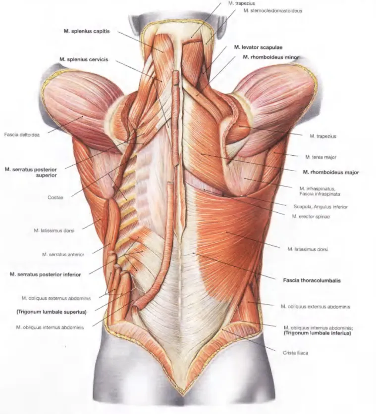 Gambar  2.75  Lapisan  dalam  otot  badan-lengan  dan  badan-gelang bahu; dilihat  dari dorsal.