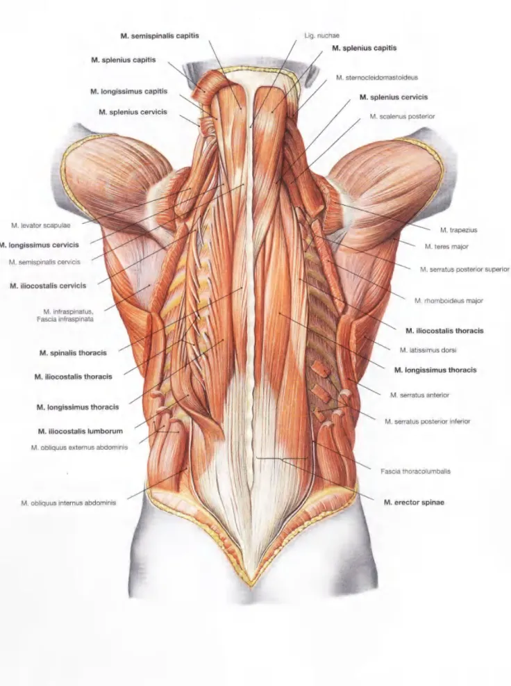 Gambar  2.76  Lapisan  superfisial  otot  bagian  dalam  (autokton) punggung;  dilihat  dari  dorsal.