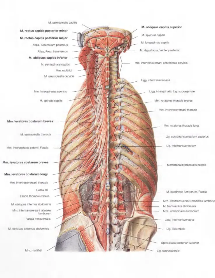 Gambar  2.78  Otot-otot  punggung, Mm.  dorsi, dan  otot-otot  leher, Mm.  suboccipitales; dilihat  dari  dorsal&#34;