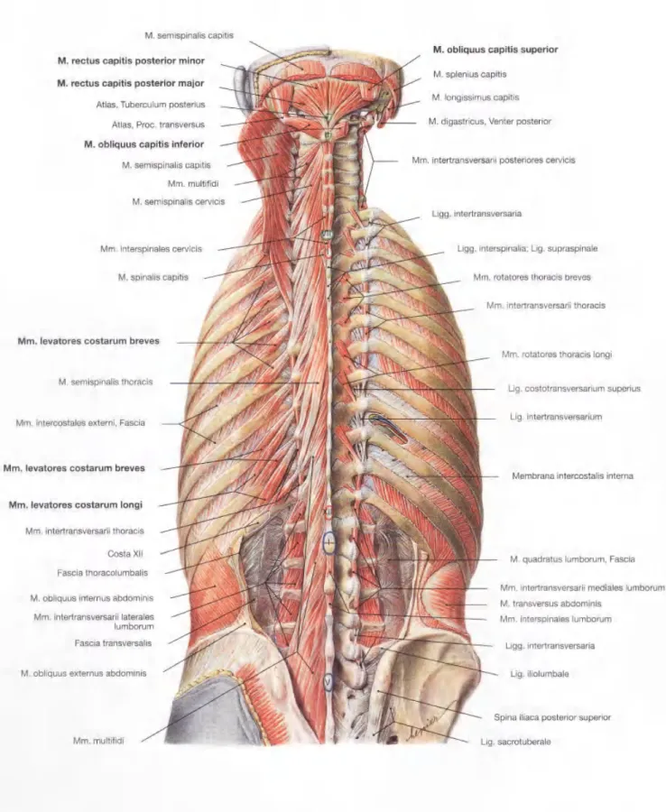 Gambar  2.78  Otot-otot  punggung, Mm.  dorsi, dan  otot-otot  leher, Mm.  suboccipitales; dilihat  dari  dorsal.