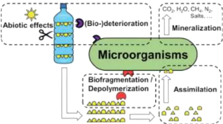 Gambar 2. 3 Skema ilustrasi biodegradasi plastik (Lucas et al., 2008) 