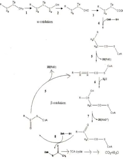 Gambar 2. 4 Mekanisme biodegradasi pada PE (Arutchelvi et al., 2008)  2.4 Biodegradasi Plastik LDPE oleh Aspergillus niger 