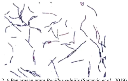 Gambar 2. 6 Pewarnaan gram Bacillus subtilis (Sarcevic et al., 2019)  Bergey’s Manual of Systematic Bacteriology mengklasifikasikan Bacillus  subtilis sebagai berikut (Garrity et al., 2004) 