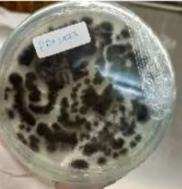 Gambar 2. 7 Koloni fungi Aspergillus niger pada proses biodegradasi   Pertumbuhan fungi dipengaruhi oleh beberapa faktor