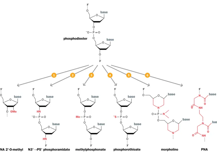 Figure 8.5 Chemical modification can increase oligonucleotide stability. The standard oligodeoxyribonucleotide structure is  shown at the top
