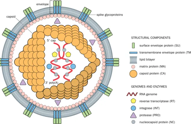 Figure 8.6 Retrovirus structure. An infectious retrovirus particle (virion) has two copies of a single-stranded RNA genome, each with an  m7GpppG cap at its 5′ end and a 3′ poly(A) tail (the genome is said to be a positive single-stranded RNA because in th