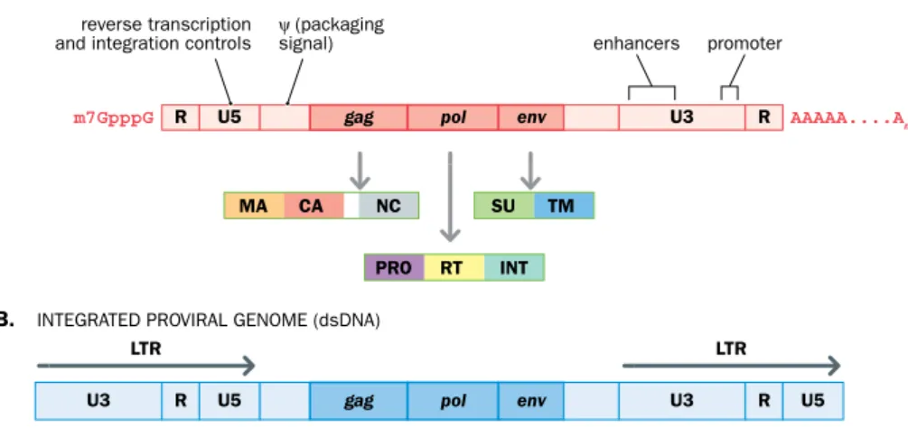 Figure 8.8 Functional components of a simple retroviral genome. (A) The positive  single-stranded RNA genome in a virion has a 5′ cap and a 3′ poly(A) tail because the same  RNA strand is also translated in the cytoplasm to make viral proteins
