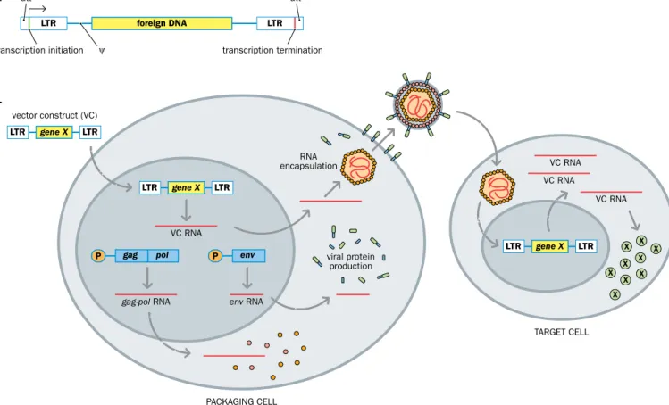 Figure 8.9 Retroviral vectors are produced after first transfecting the recombinant retroviral DNA into a packaging cell line