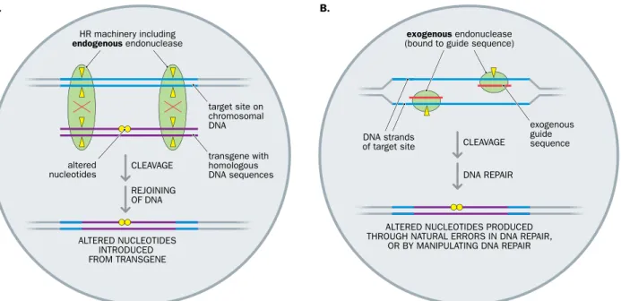 Figure 8.1 Two very different approaches to genome editing. (A) Genome editing using homologous recombination (HR) alone