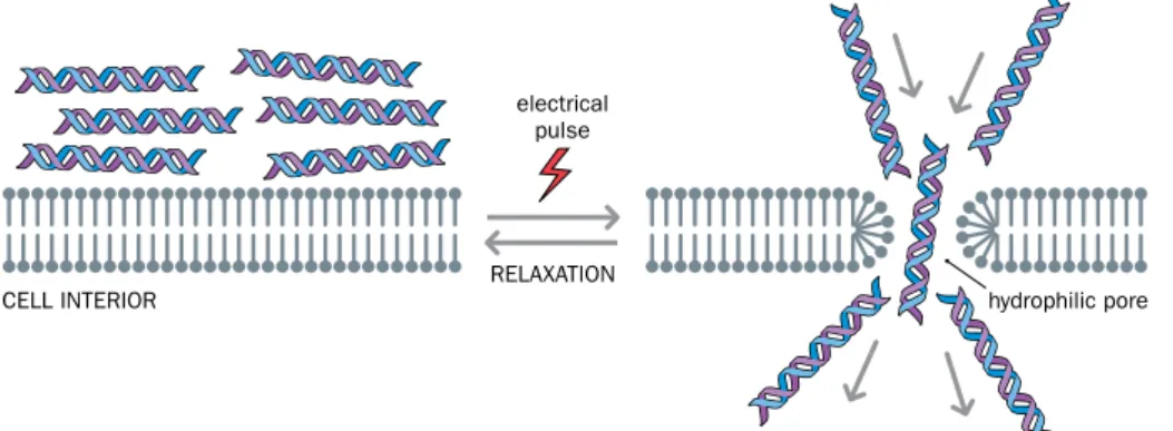 Figure 8.2 Electroporation as a way of  permeabilizing the plasma membrane. 
