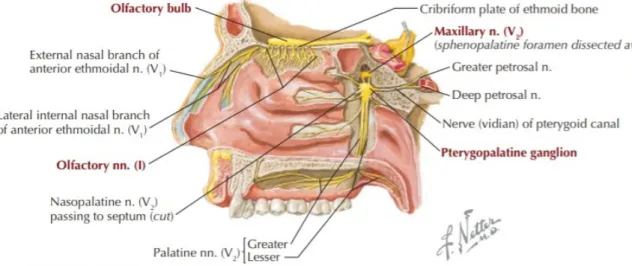 Gambar 2.5. Persarafan hidung (Hansen JT, 2010)